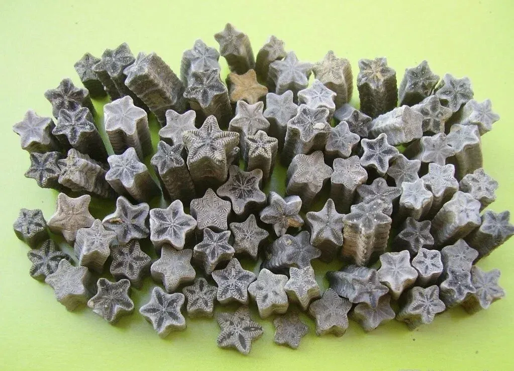 Членники морских лилий